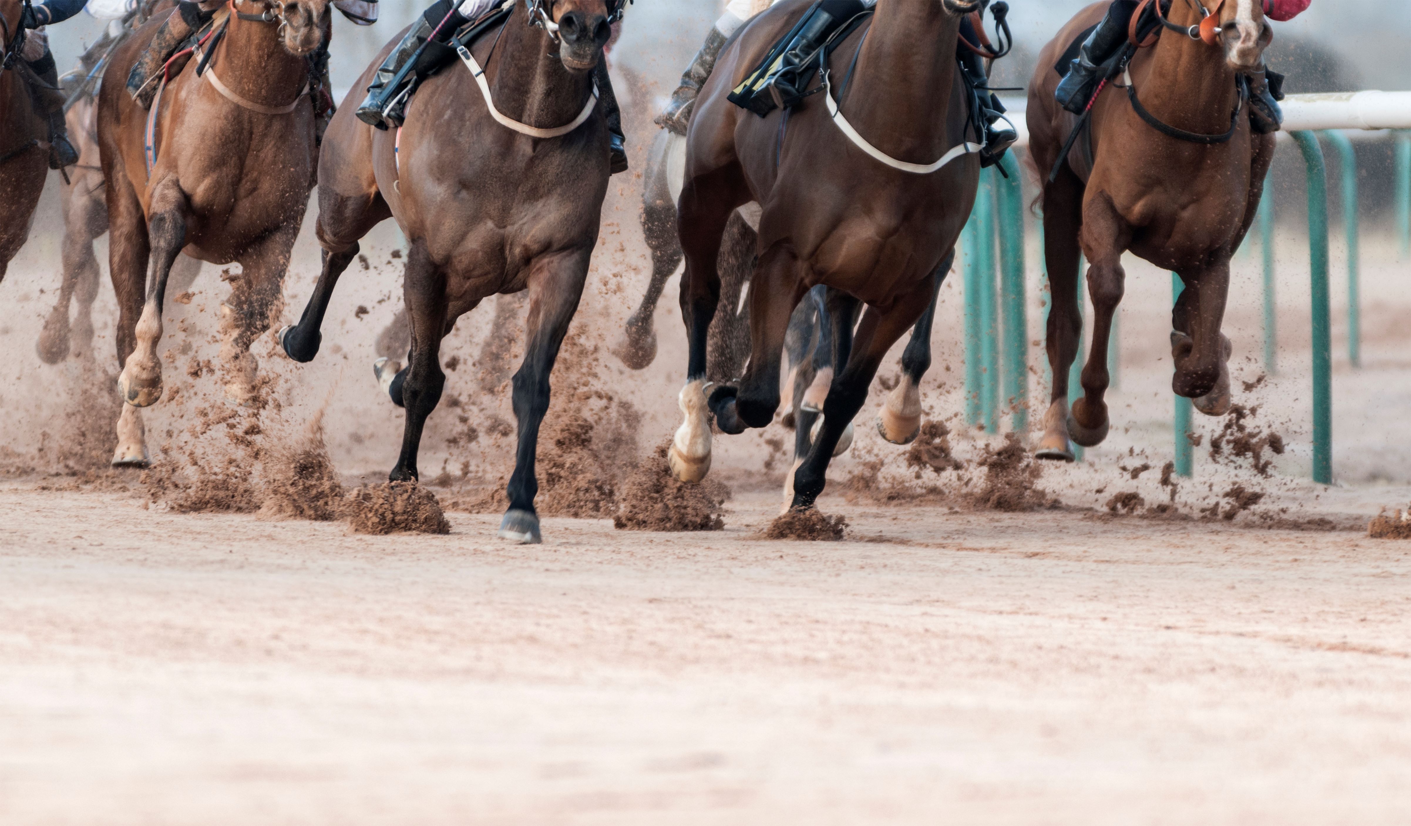 Close up of horse legs and hooves running on sand track