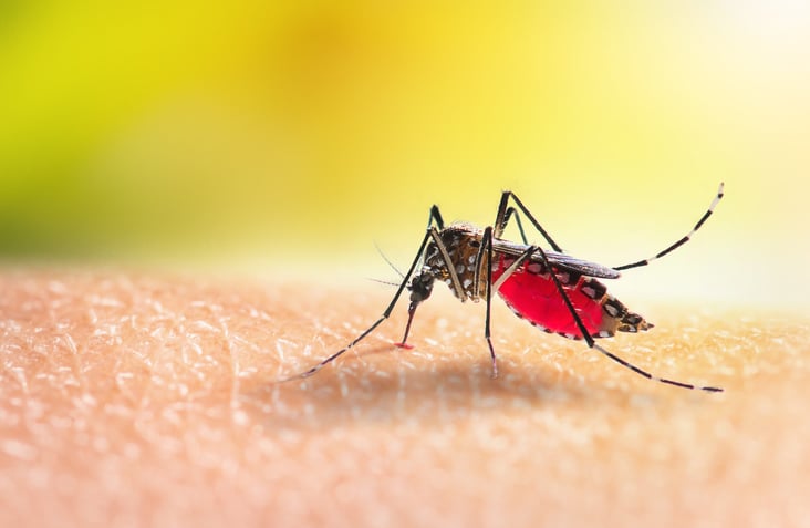 bug malaria mosquito