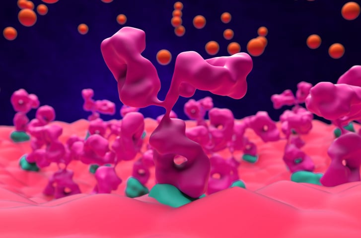 myasthenia gravis generalized myasthenia gravis gMG muscle junction